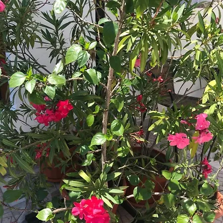 게스트하우스 семейна къща “вълчеви” 3*