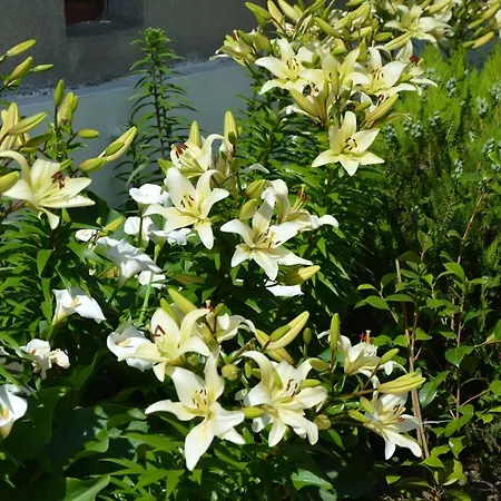 семейна къща “вълчеви” Pensiune Kiten (Burgas)